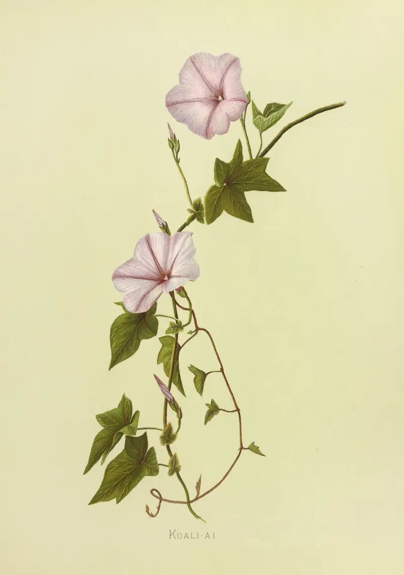 Koali-Ai, Isabella McHutcheson Sinclair