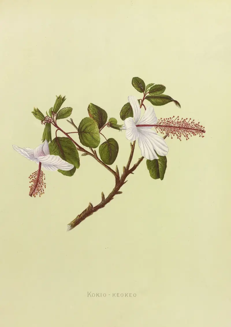 Kokio-Keokeo, Isabella McHutcheson Sinclair