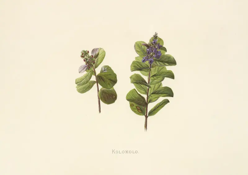 Kolokolo av Isabella McHutcheson Sinclair