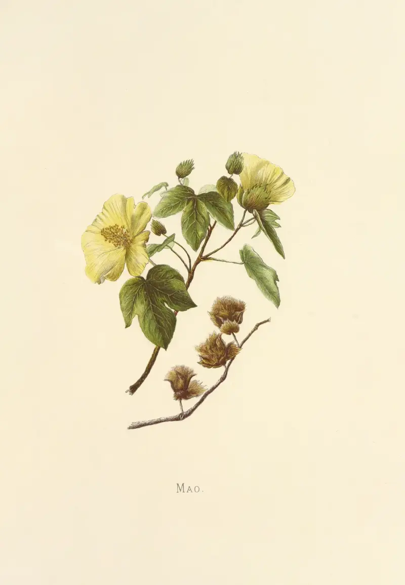 Mao, Isabella McHutcheson Sinclair