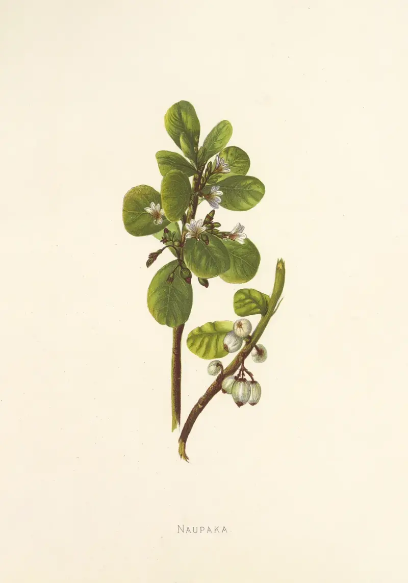 Naupaka, Isabella McHutcheson Sinclair