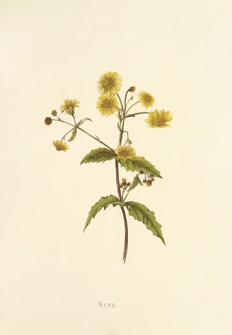 Nehe von Isabella McHutcheson Sinclair