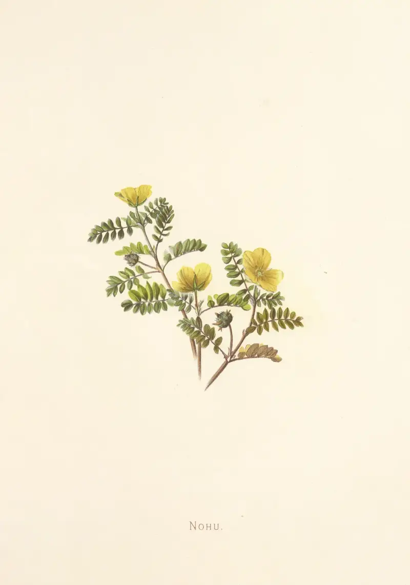 Nohu, Isabella McHutcheson Sinclair
