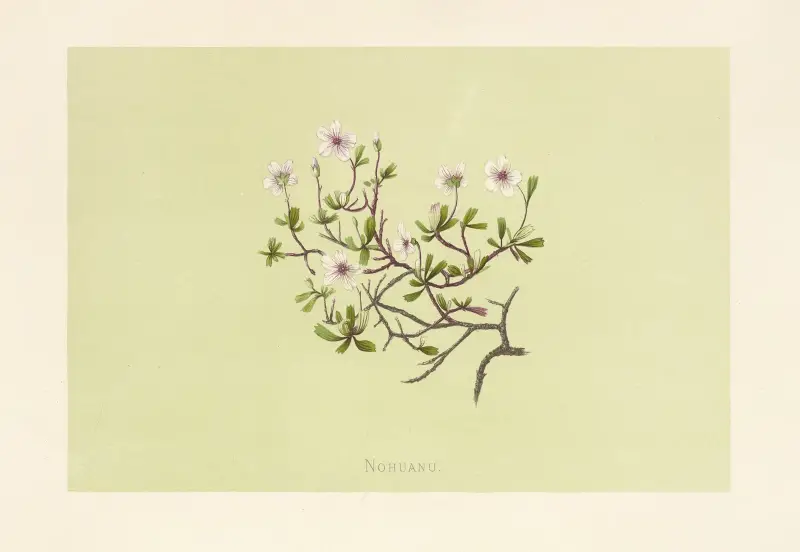 Nohuanu, Isabella McHutcheson Sinclair