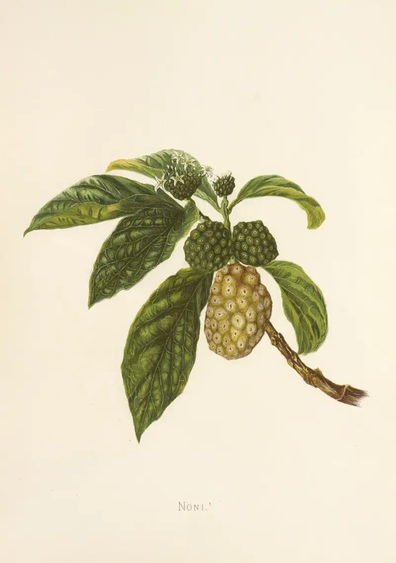 Noni, Isabella McHutcheson Sinclair
