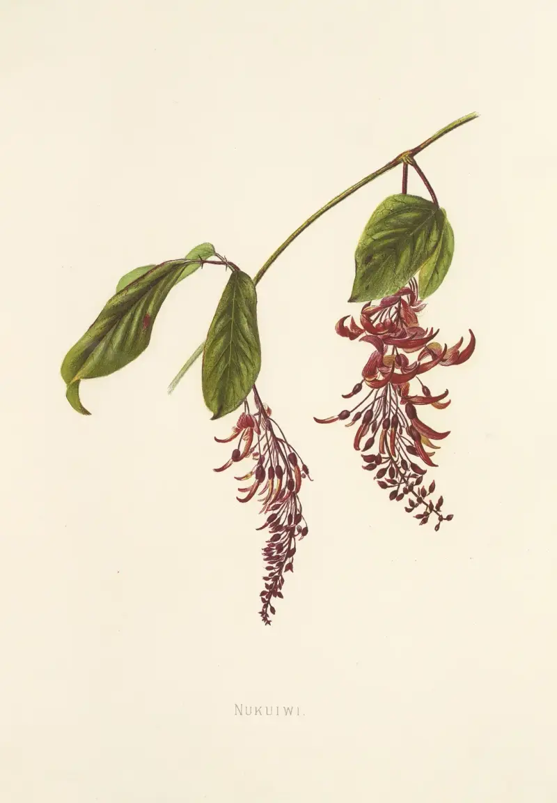 Nukuiwi, Isabella McHutcheson Sinclair