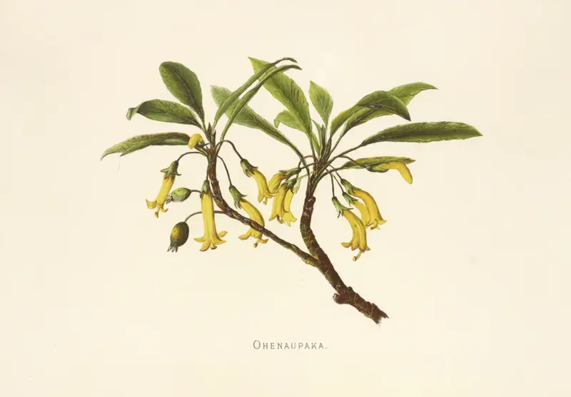 Ohenaupaka, Isabella McHutcheson Sinclair