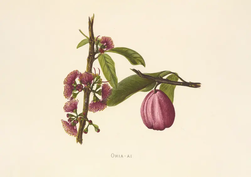 Ohia-Ai, Isabella McHutcheson Sinclair