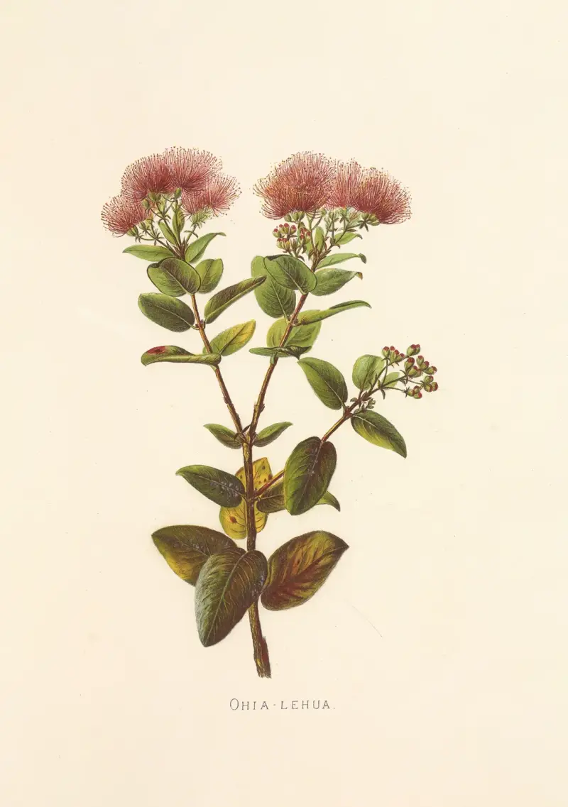 Ohia-Lehua, Isabella McHutcheson Sinclair