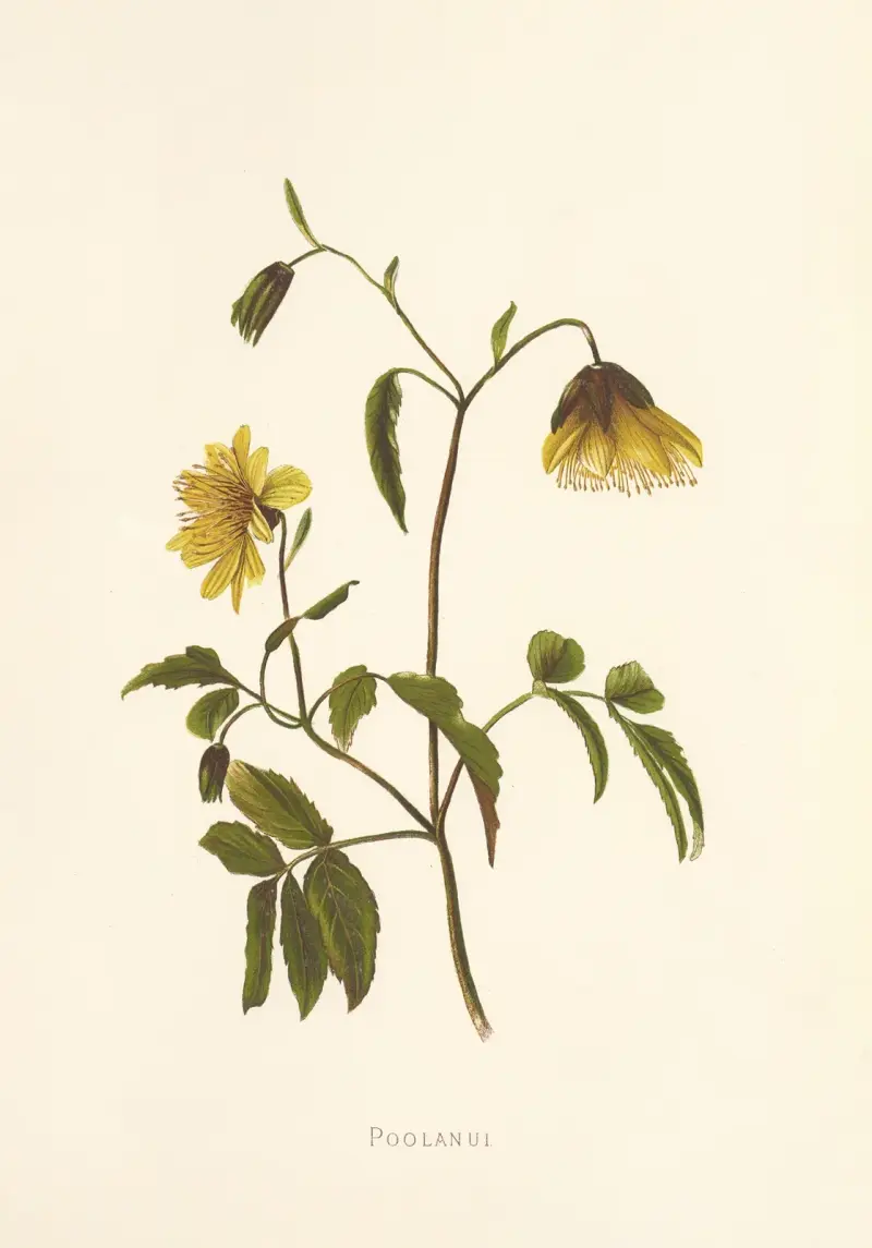 Poolanui, Isabella McHutcheson Sinclair