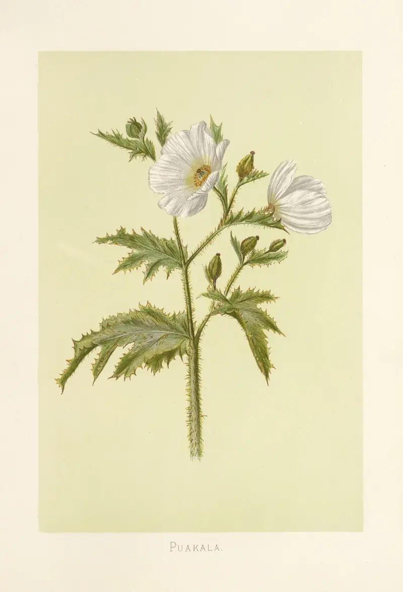 Puakala, Isabella McHutcheson Sinclair