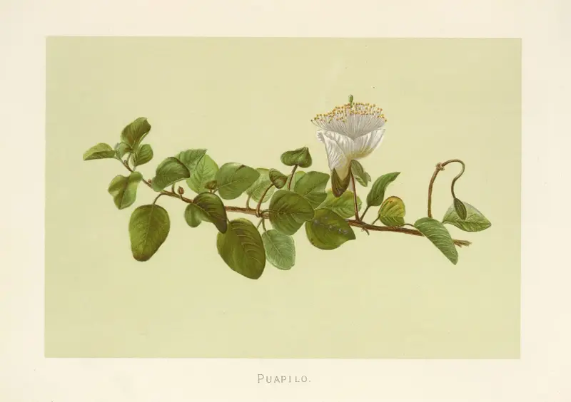 Puapilo av Isabella McHutcheson Sinclair