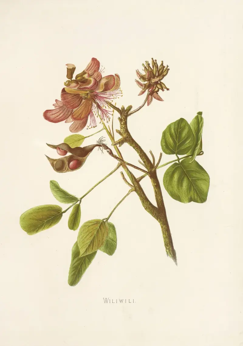 Wiliwili, Isabella McHutcheson Sinclair
