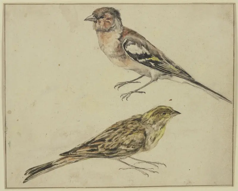 Ein Distelfink und ein Hänfling von Melchior d'Hondecoeter