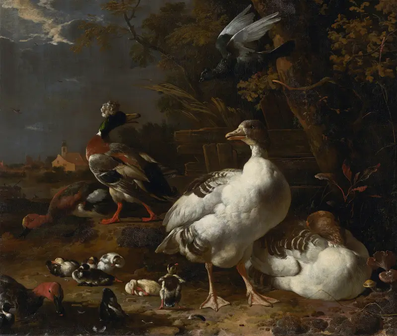 Gęsi i kaczki, Melchior d'Hondecoeter