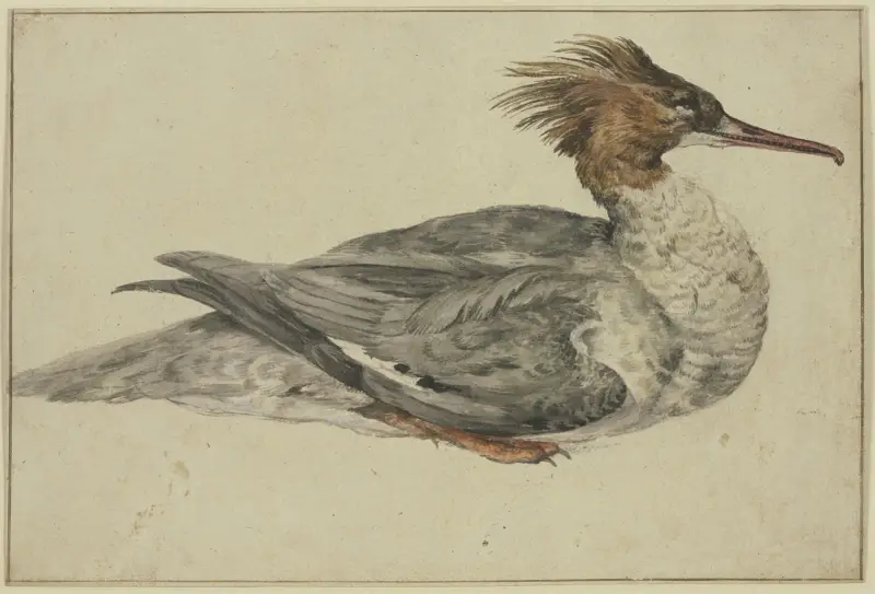 Liegende Ente mit brauner Haube, rotem Schnabel und Füßen av Melchior d'Hondecoeter