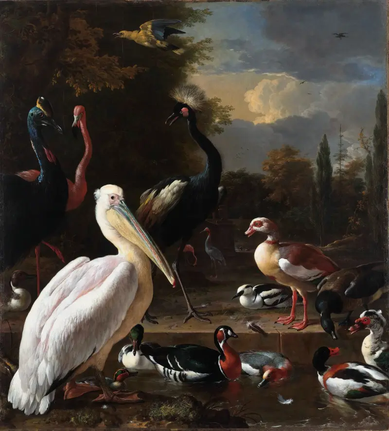 Plovoucí pero, Melchior d'Hondecoeter