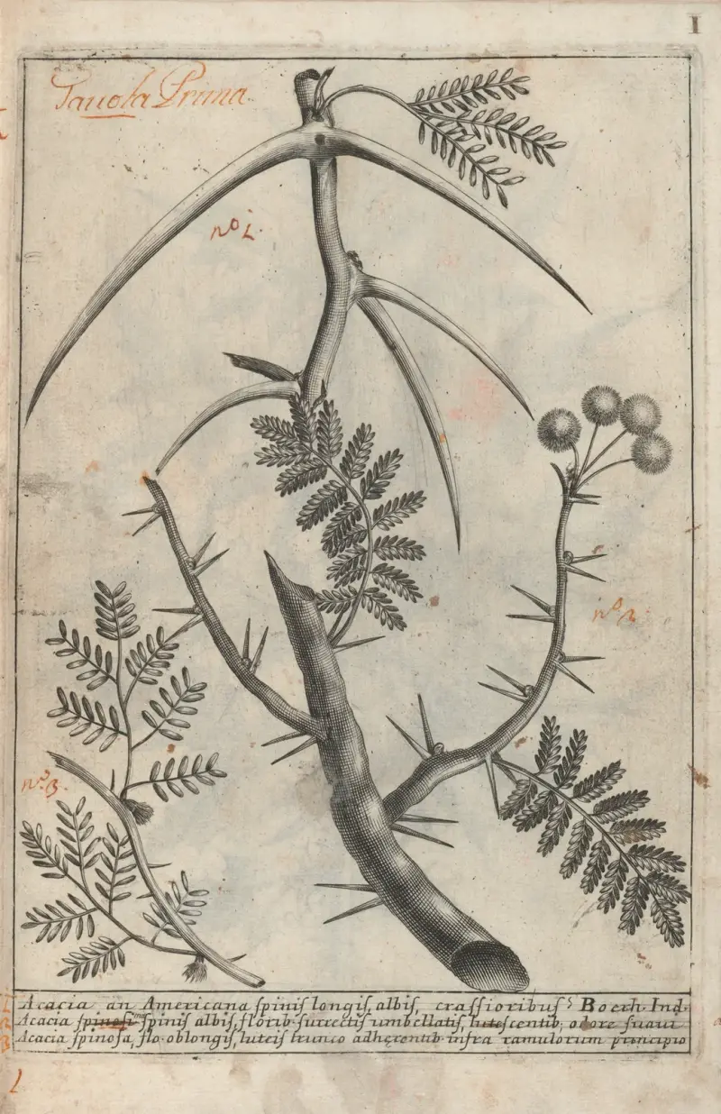Catalogus plantarum horti Pisani Pl.01 av Michelangelo Tilli