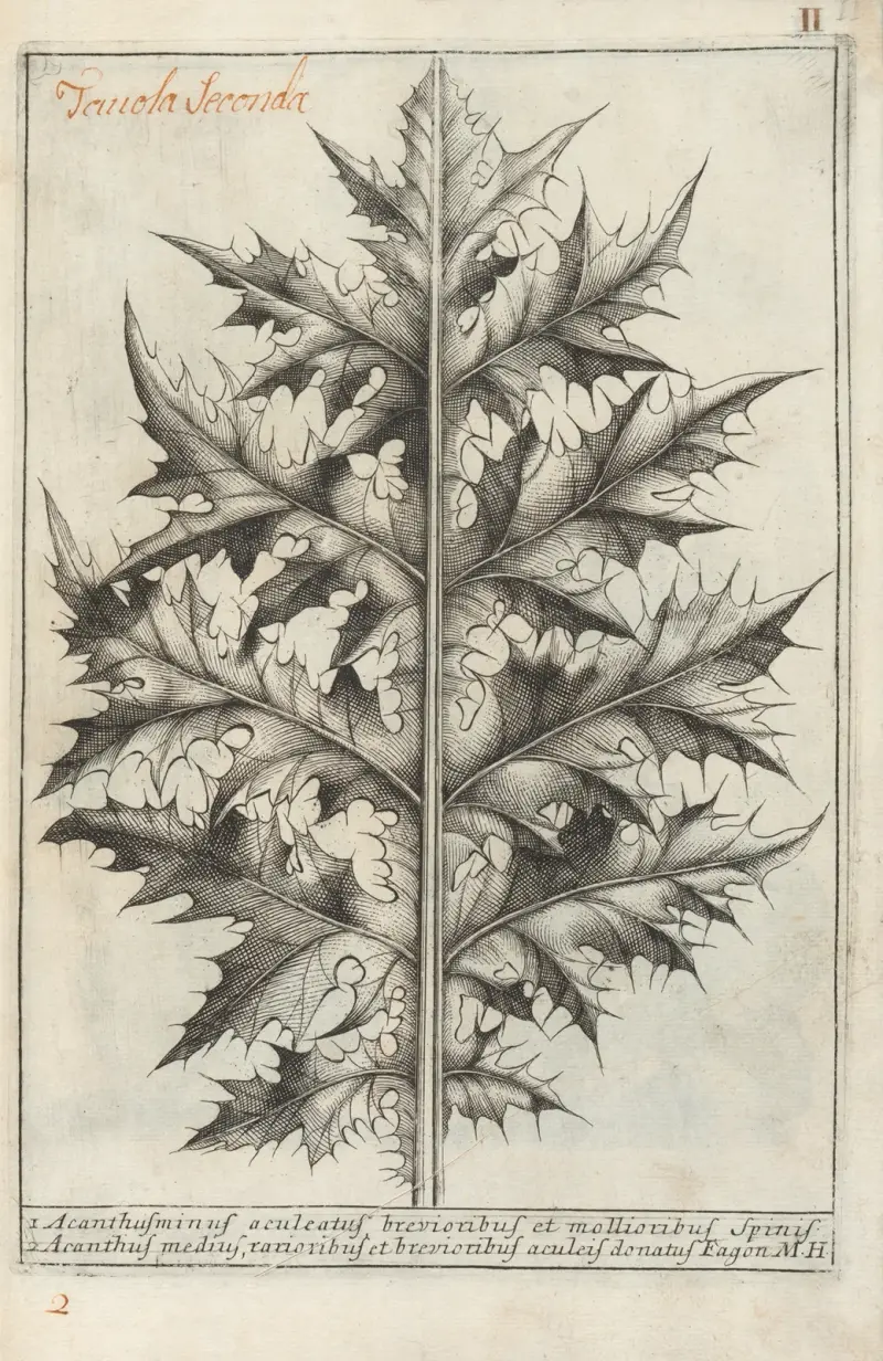 Catalogus plantarum horti Pisani Pl.02 av Michelangelo Tilli