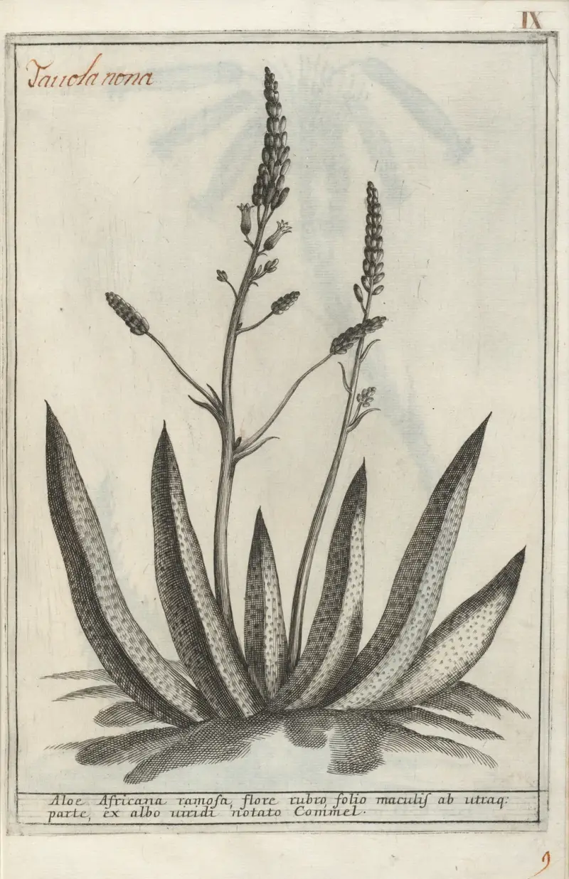 Catalogus plantarum horti Pisani Pl.09 av Michelangelo Tilli