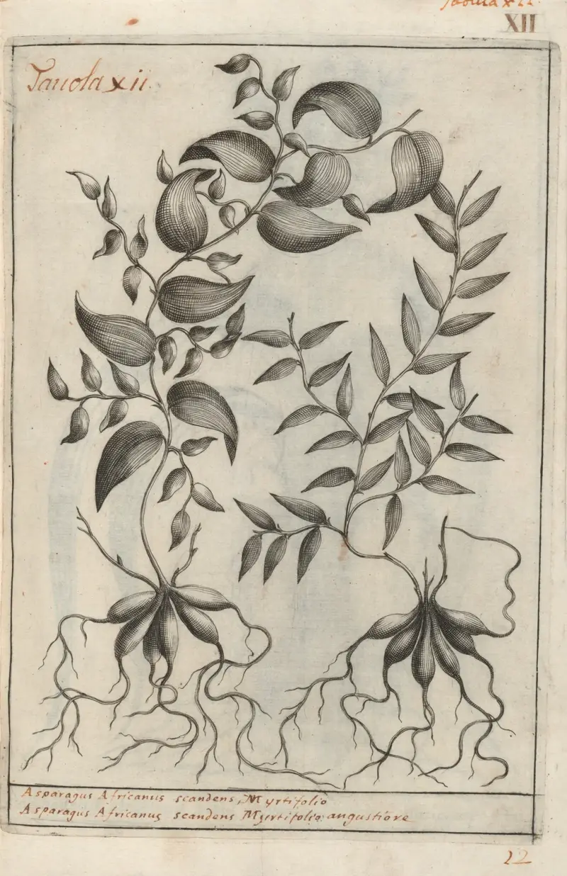 Catalogus plantarum horti Pisani Pl.12 av Michelangelo Tilli