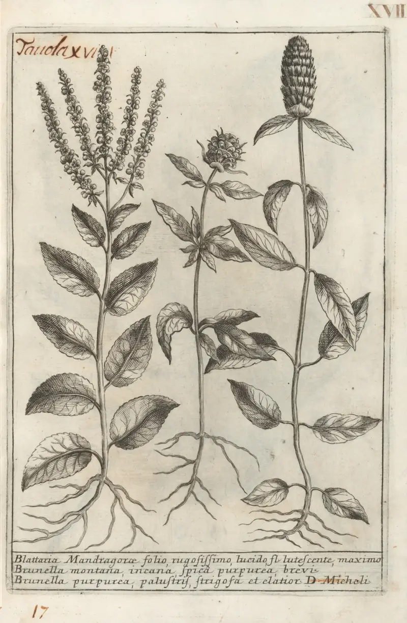 Catalogus plantarum horti Pisani Pl.17 av Michelangelo Tilli