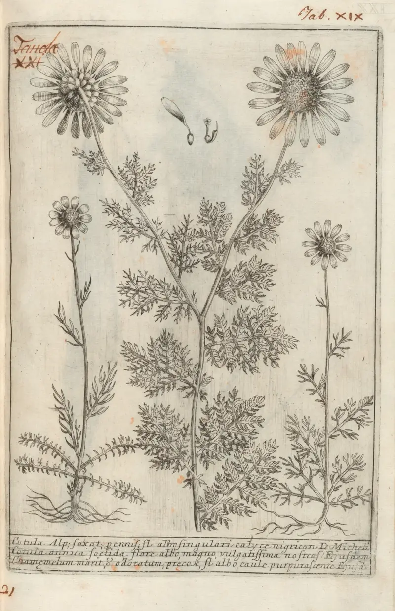 Catalogus plantarum horti Pisani Pl.21 av Michelangelo Tilli
