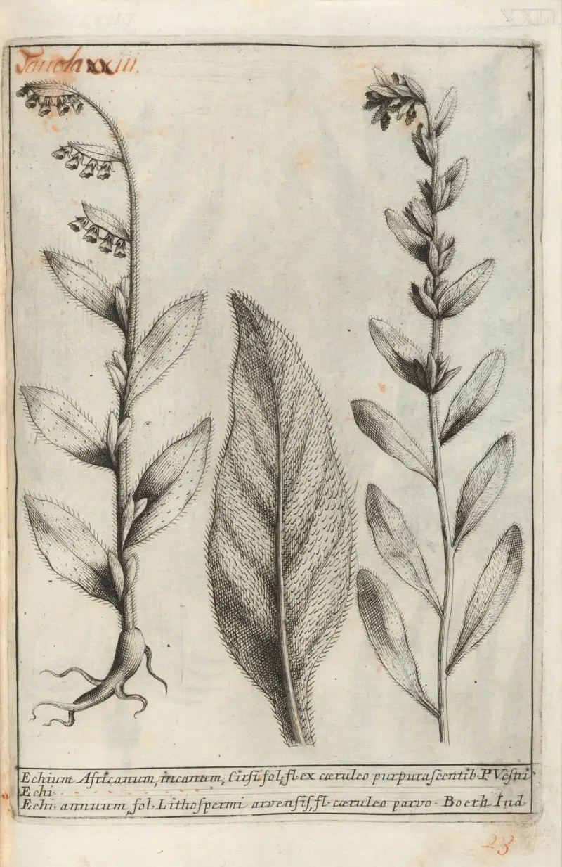 Catalogus plantarum horti Pisani Pl.23 av Michelangelo Tilli