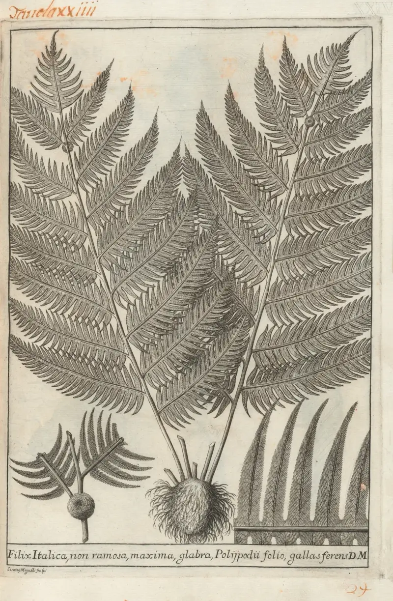Catalogus plantarum horti Pisani Pl.24 av Michelangelo Tilli