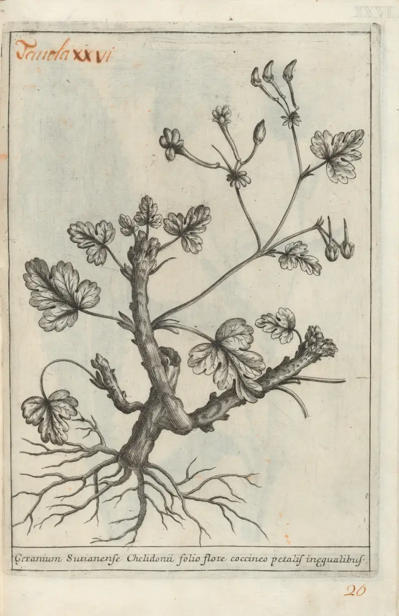 Catalogus plantarum horti Pisani Pl.26 av Michelangelo Tilli