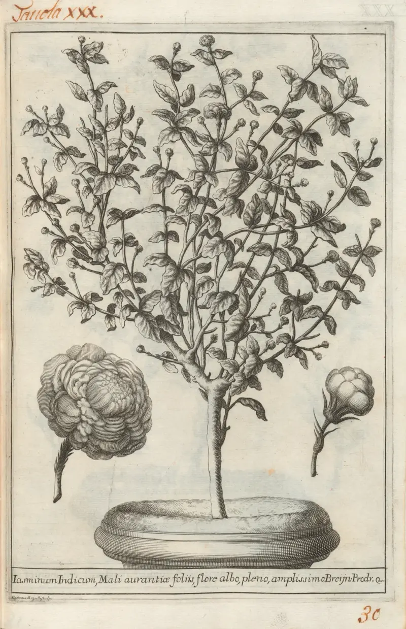 Catalogus plantarum horti Pisani Pl.30 av Michelangelo Tilli