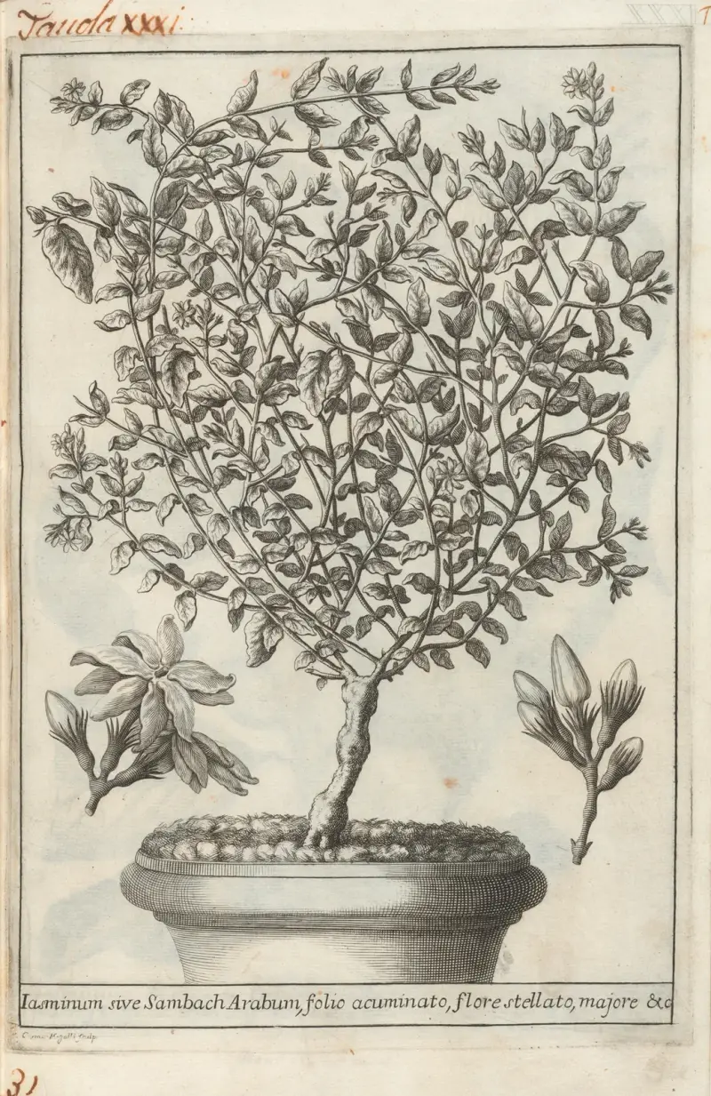 Catalogus plantarum horti Pisani Pl.31 av Michelangelo Tilli