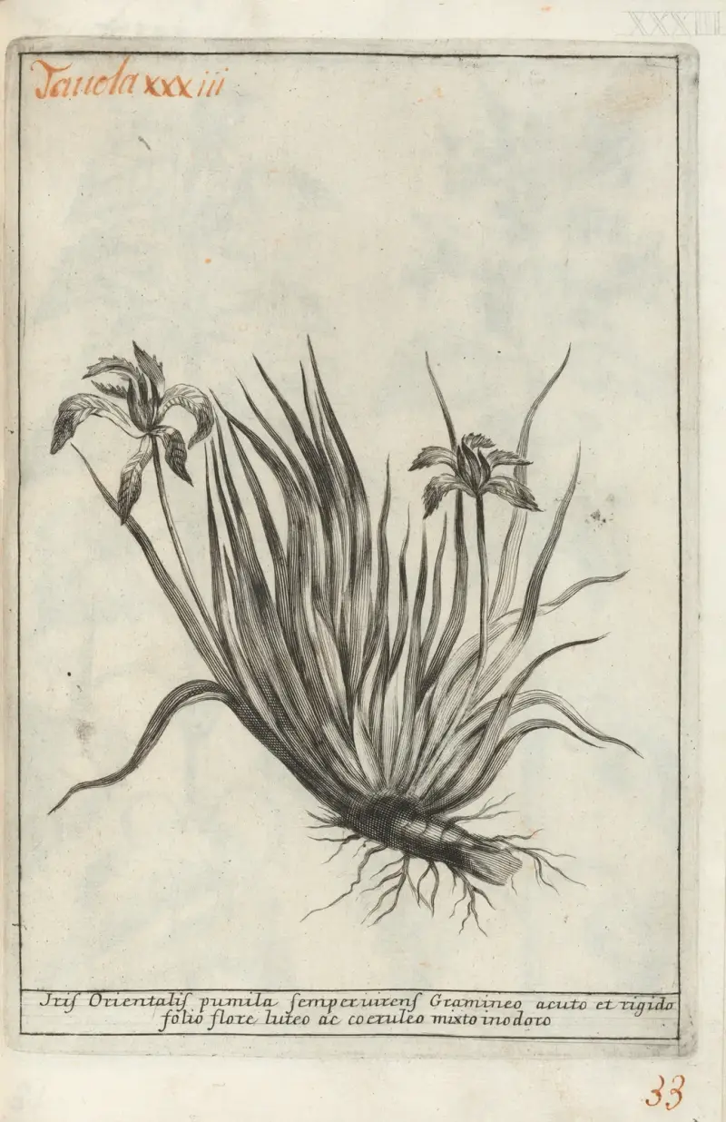 Catalogus plantarum horti Pisani Pl.33 av Michelangelo Tilli