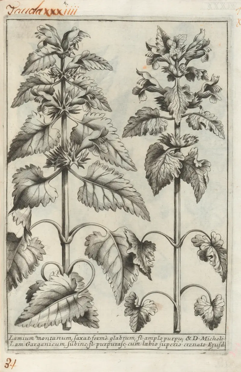 Catalogus plantarum horti Pisani Pl.34 av Michelangelo Tilli