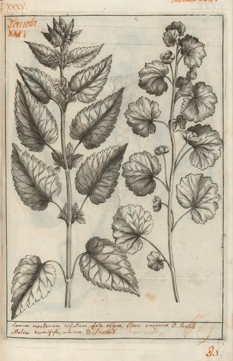 Catalogus plantarum horti Pisani Pl.35 av Michelangelo Tilli