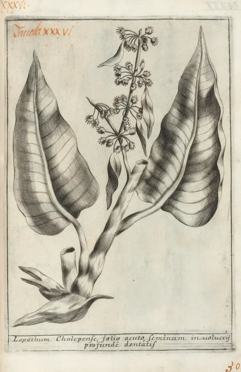Catalogus plantarum horti Pisani Pl.36 av Michelangelo Tilli