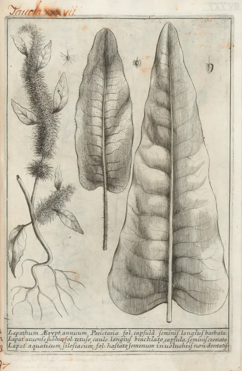 Catalogus plantarum horti Pisani Pl.37 av Michelangelo Tilli