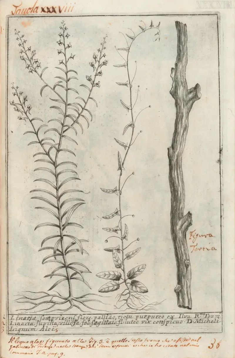 Catalogus plantarum horti Pisani Pl.38 av Michelangelo Tilli