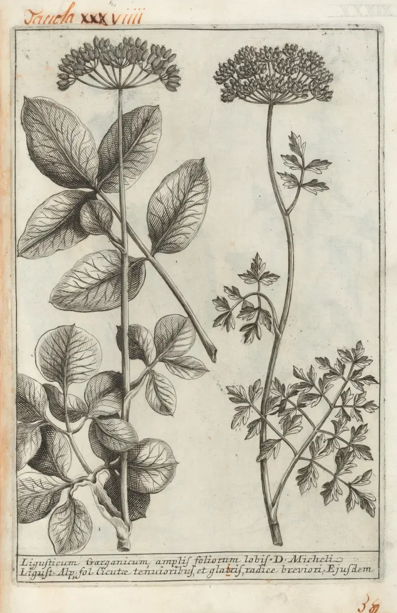 Catalogus plantarum horti Pisani Pl.39 av Michelangelo Tilli