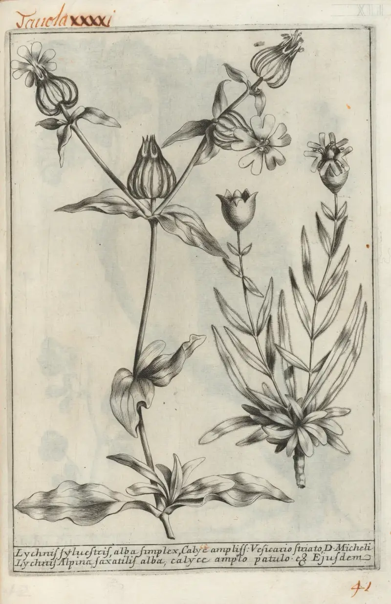 Catalogus plantarum horti Pisani Pl.41 av Michelangelo Tilli