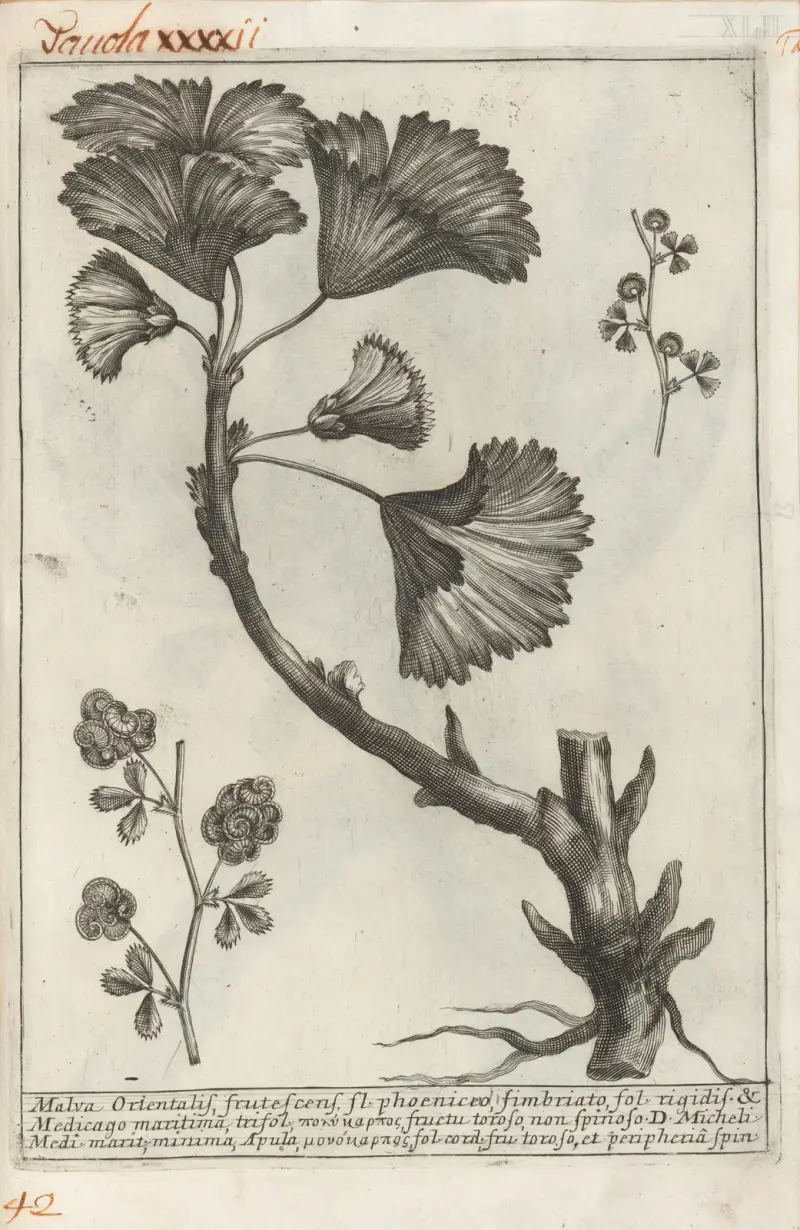 Catalogus plantarum horti Pisani Pl.42 av Michelangelo Tilli