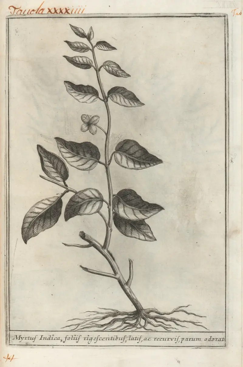 Catalogus plantarum horti Pisani Pl.44 av Michelangelo Tilli