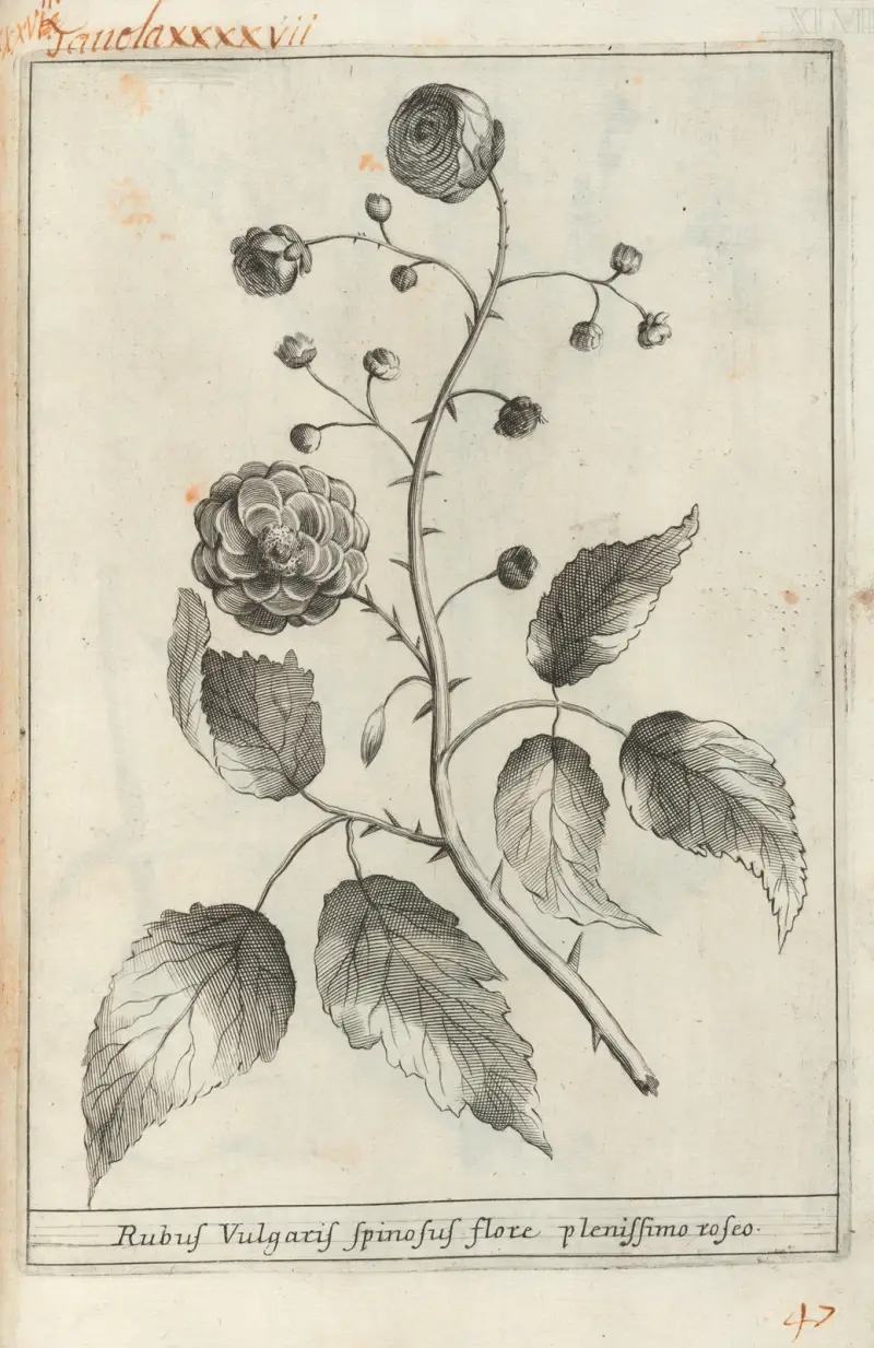 Catalogus plantarum horti Pisani Pl.47 av Michelangelo Tilli