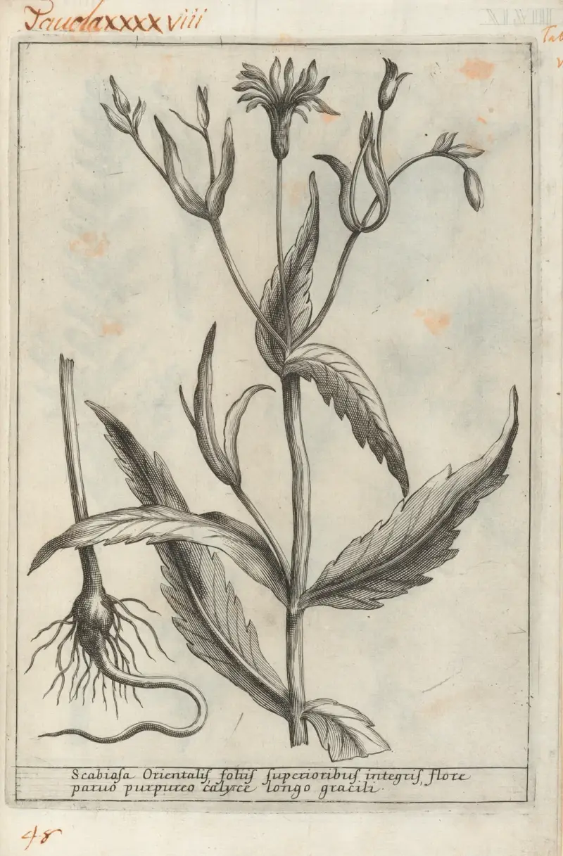 Catalogus plantarum horti Pisani Pl.48 av Michelangelo Tilli