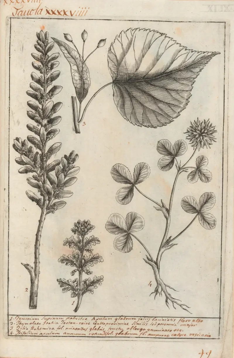 Catalogus plantarum horti Pisani Pl.49 av Michelangelo Tilli