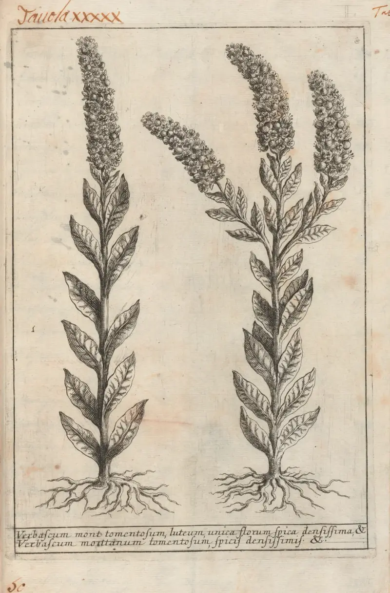 Catalogus plantarum horti Pisani Pl.50 av Michelangelo Tilli