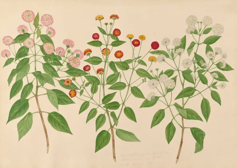 Tre sorters vackra blommor från vår egen trädgård av Miss Gough