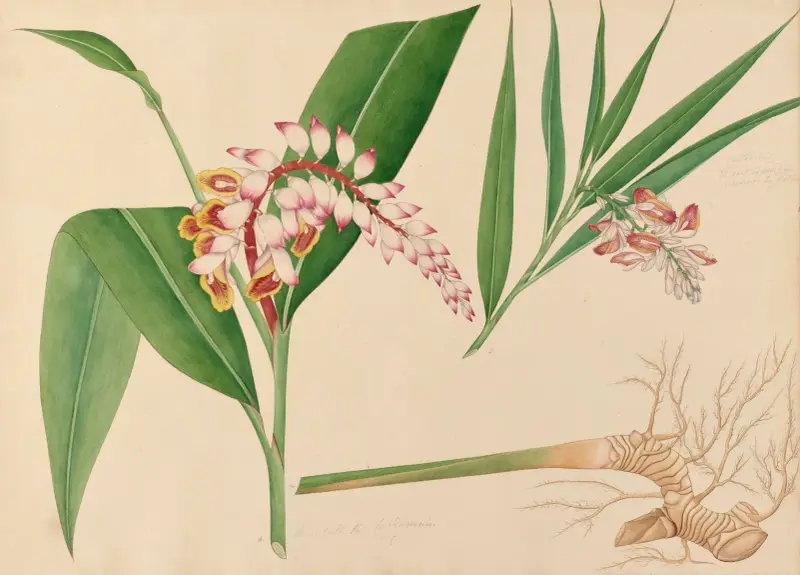 A. Some call the Cardanum. B. Chitaratay av Miss Gough