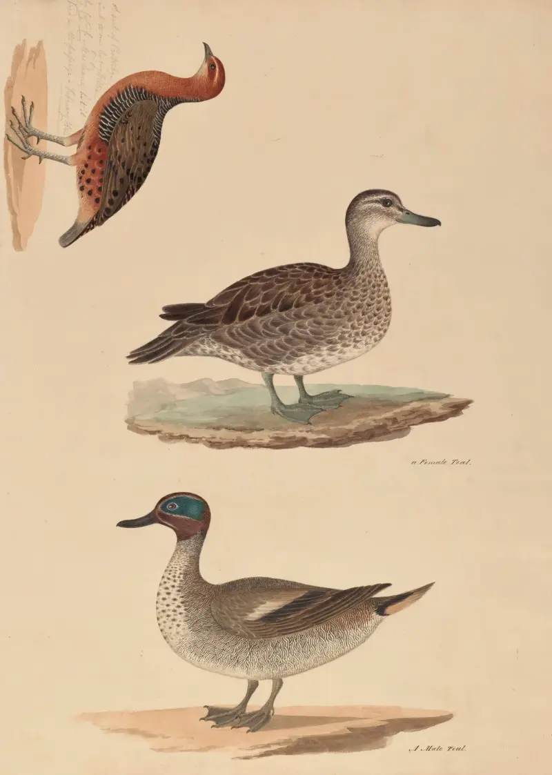 A sort of Partridge, Female Teal, Male Teal av Miss Gough