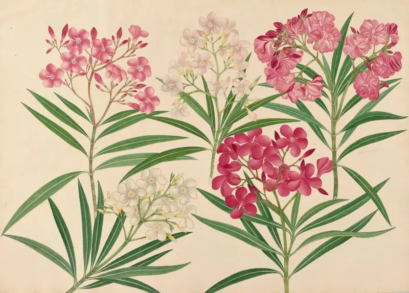 Blumen von Miss Gough
